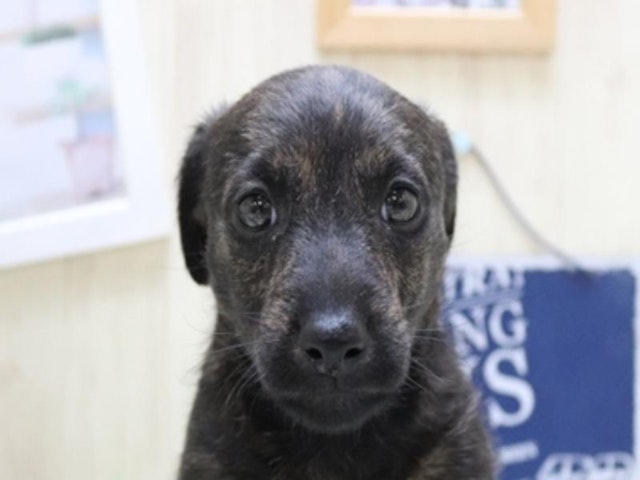 静岡県のハーフ犬 (ペッツワン浜松雄踏店/2023年12月24日生まれ/女の子/ブリンドル)の子犬